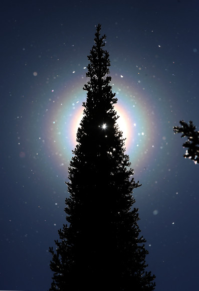 Illustration for article titled Got Allergies? Must Be Pollen Corona Season Again